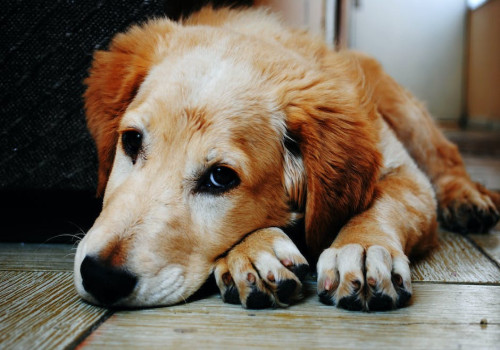 Waarom je hond meenemen op vakantie?